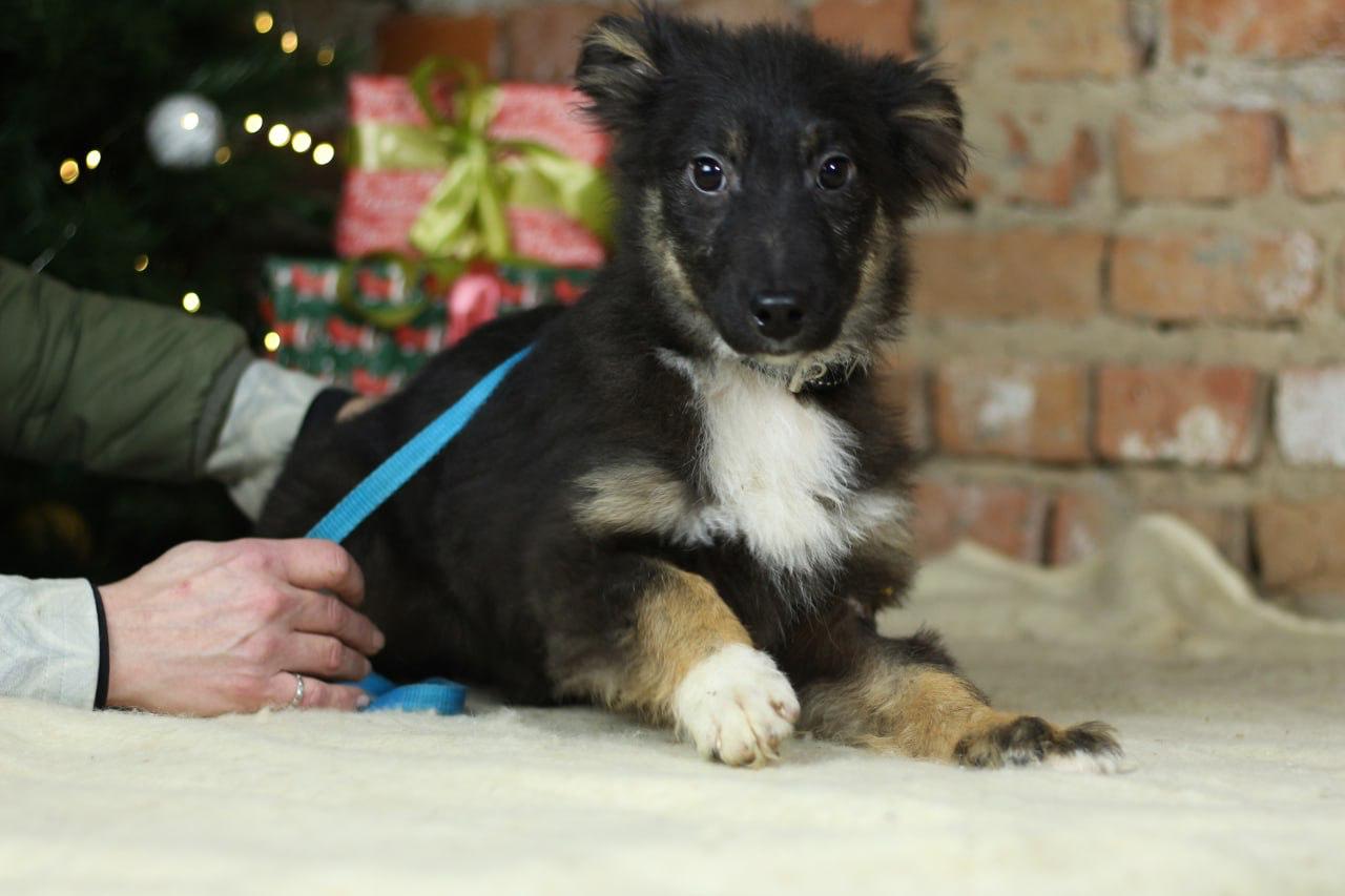 Chiens à adopter